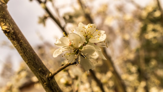 Fiori di ciliegio sui rami di un ciliegio