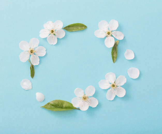 Fiori di ciliegio sul muro di carta