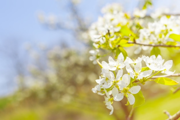 Fiori di ciliegio sulla natura offuscata