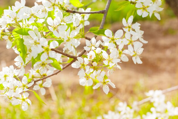 Fiori di ciliegio sulla natura offuscata