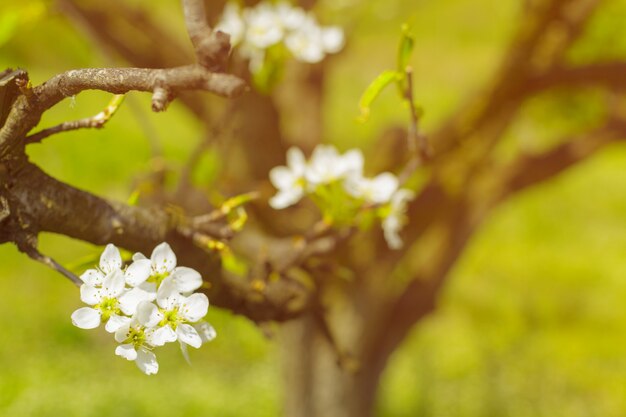 Fiori di ciliegio sulla natura offuscata