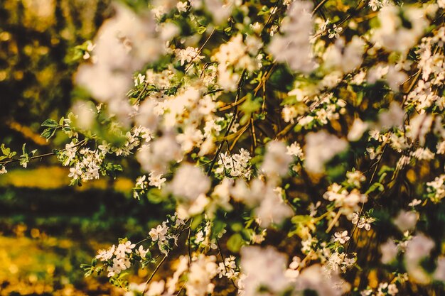 Fiori di ciliegio vintage in fiore all'alba come sfondo naturale per il giardino da sogno floreale di design delle vacanze primaverili