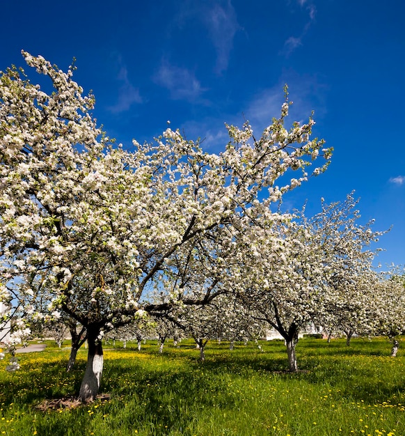 Fiori di ciliegio