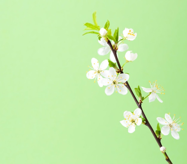 fiori di ciliegio