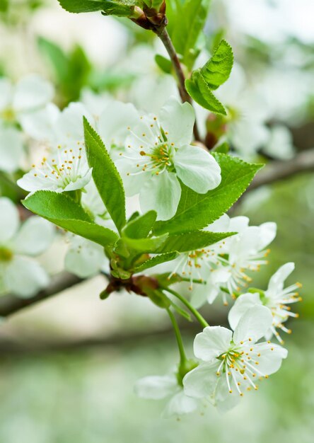 fiori di ciliegio