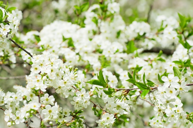 fiori di ciliegio