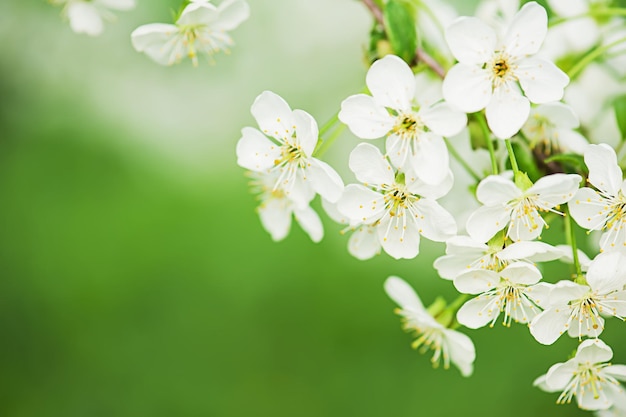 fiori di ciliegio