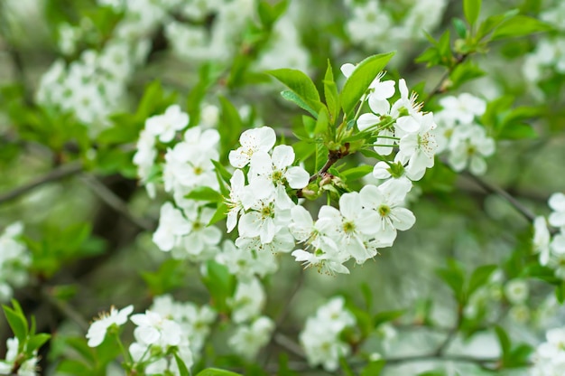 fiori di ciliegio