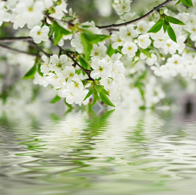 fiori di ciliegio