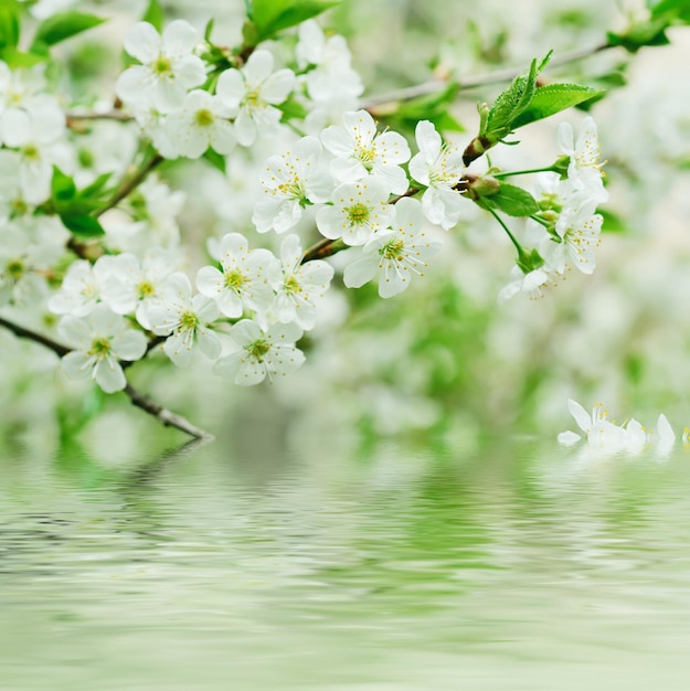 fiori di ciliegio