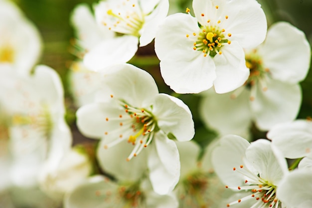 fiori di ciliegio