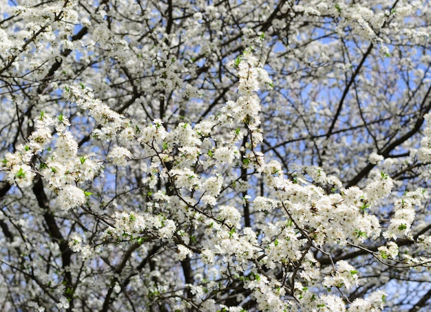 Fiori di ciliegio