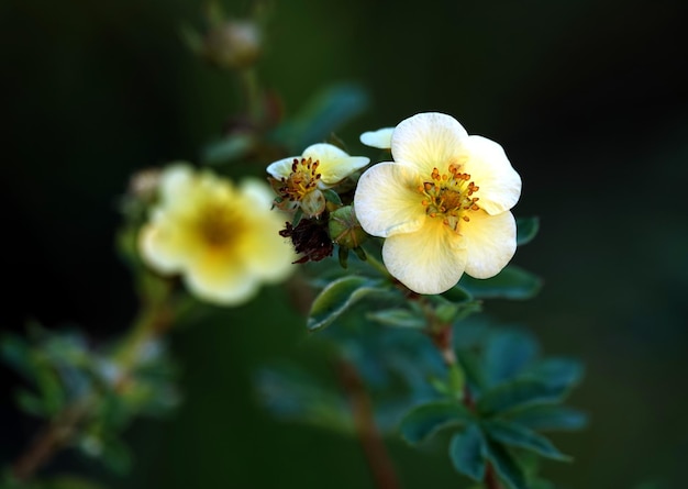 Fiori di cinquefoil arbustivo su cespuglio verde in profondità nel giardino sulla vista del primo piano dello sfondo sfocato