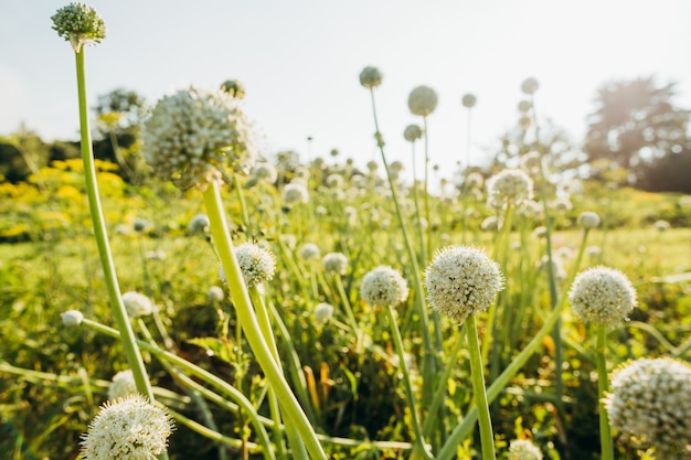 Fiori di cipolla bianca a forma di palline