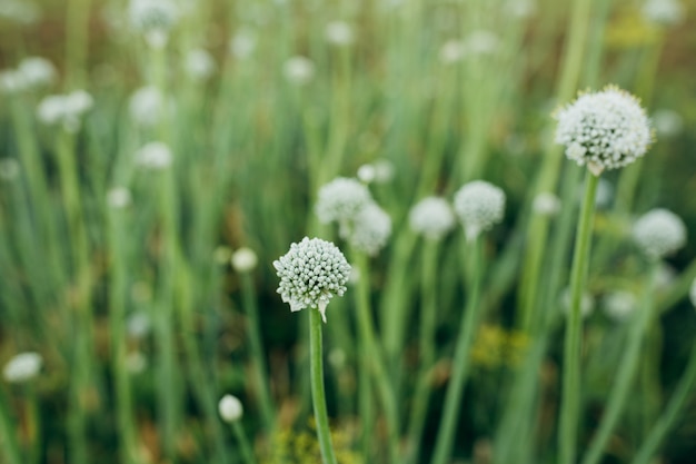 Fiori di cipolla bianca a forma di palline