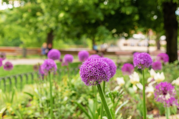 Fiori di cipolla, fiori viola nell'aiuola