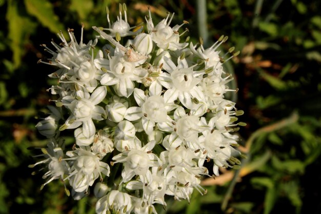 Fiori di cipolla in terreni agricoli