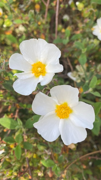 Fiori di cisto in Spagna Fiori selvatici bianchi Bellissimi fiori in primavera nel campo