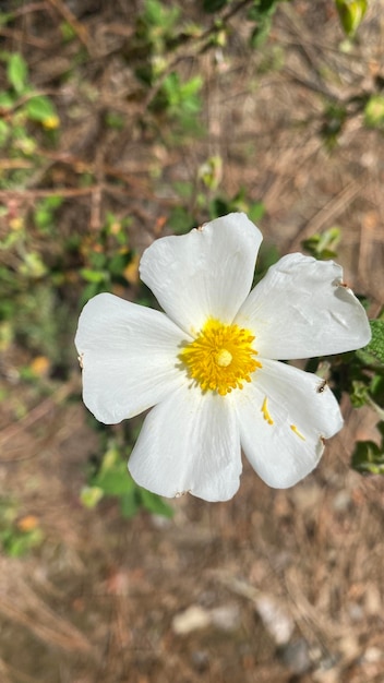 Fiori di cisto in Spagna Fiori selvatici bianchi Bellissimi fiori in primavera nel campo