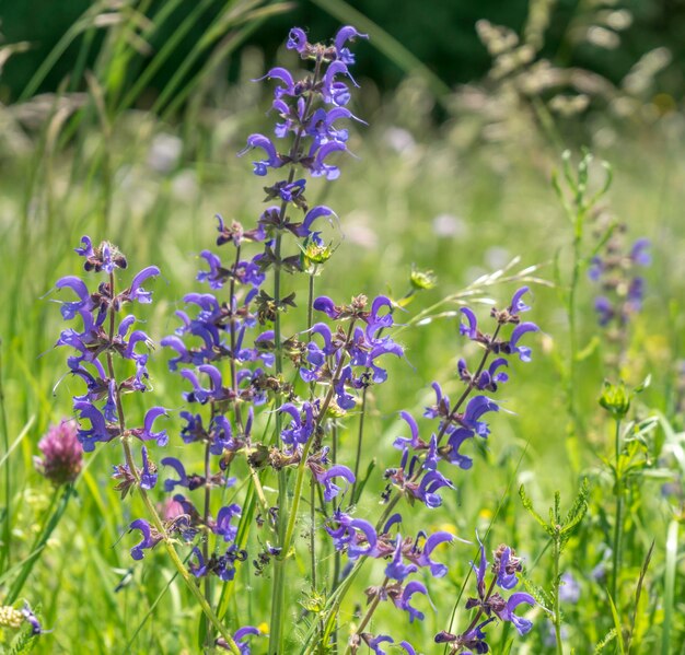 fiori di clary di prato