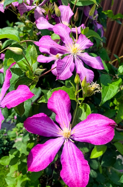 Fiori di clematide da giardino sul cespuglio verde. Foto dello studio.