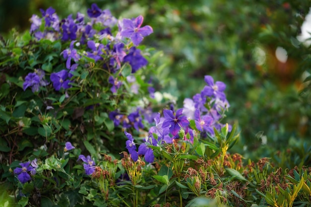 Fiori di clematide viola che crescono in un giardino con spazio per la copia Mazzo di fiori in un lussureggiante parco all'aperto Molte belle piante ornamentali in pelle italiana per l'abbellimento del cortile