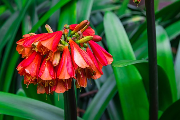 fiori di clivia cyrtanthiflora