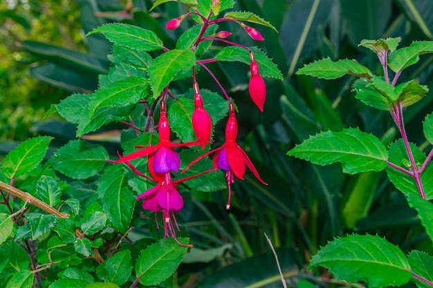 fiori di colibrì fucsia