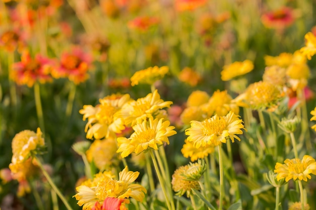 fiori di colore di bellezza da vicino