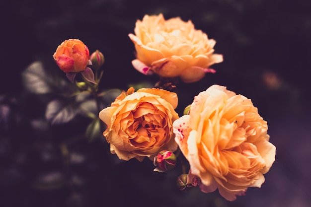 Fiori di colore rosa ambrato o salmone nello spazio della copia di sfondo dai toni scuri