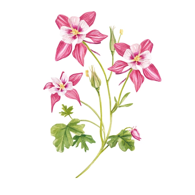 Fiori di columbine rosa Piante esotiche disegnate a mano Insieme dell'acquerello di fiori e foglie illustrazione floreale disegnata a mano isolata su sfondo bianco Botanico adatto per il design