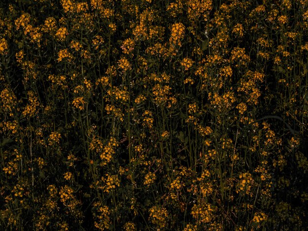 Fiori di colza gialli con sfondo verde scuro. Colza biologica. Primo piano colorato