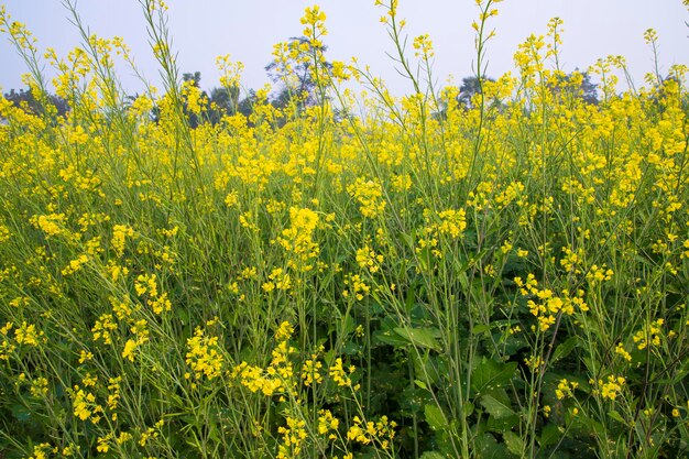 Fiori di colza gialli nel campo con messa a fuoco selettiva del cielo blu Vista del paesaggio naturale