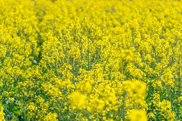 Fiori di colza in campagna Fiori di colza d'oro nei campi