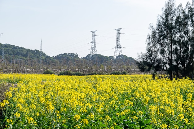 Fiori di colza in campagna Fiori di colza d'oro nei campi