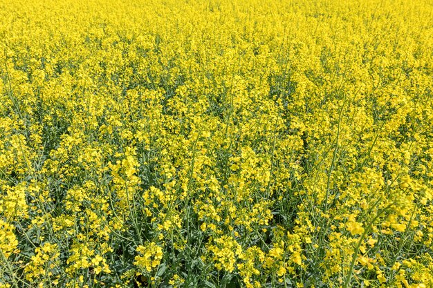 Fiori di colza nel campo di colza. Fiori di colza in fiore.