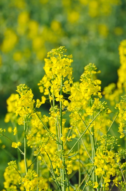 fiori di colza