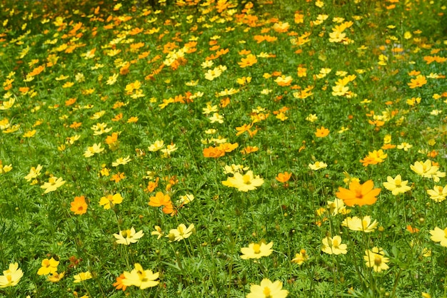 Fiori di Coreopsis o tickseed depositati in crescita in Vietnam