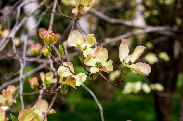 Fiori di corniolo che sbocciano in primavera