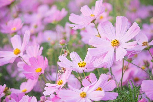 fiori di cosmo