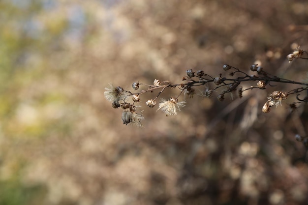 Fiori di cotone bianco con spine Foto Gratuite