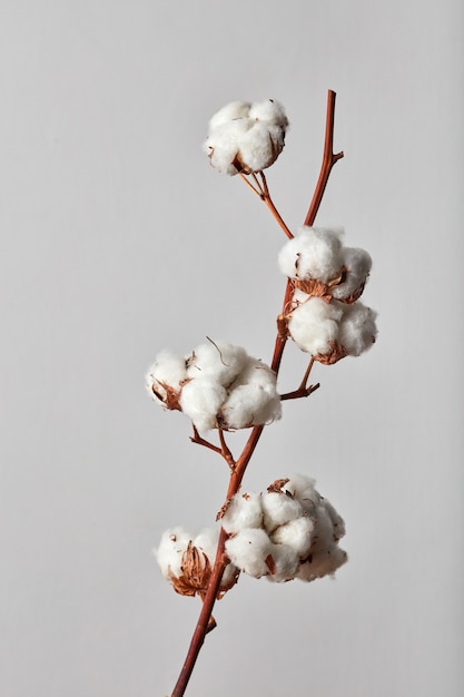 Fiori di cotone bianco ramo isolati su sfondo grigio