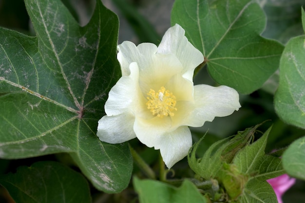 Fiori di cotone organico grezzo che crescono nei campi