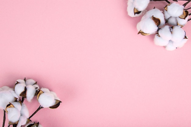 Fiori di cotone sulla superficie rosa