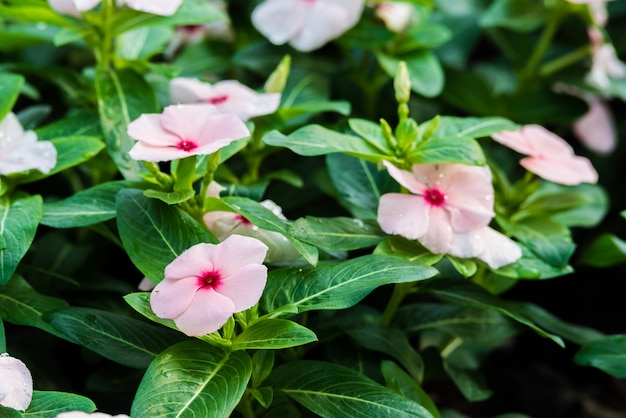 Fiori di crescione bianco