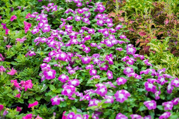 Fiori di crescione rosa