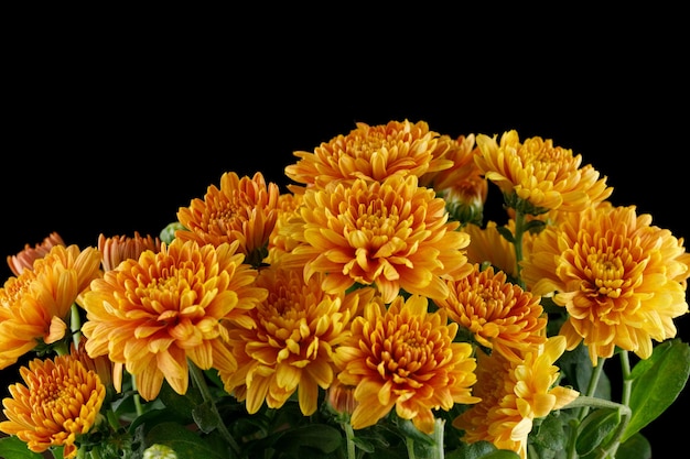 Fiori di crisantemo arancione Primo piano dei crisantemi