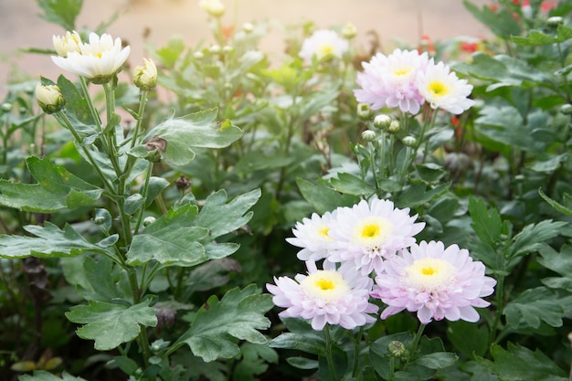 Fiori di crisantemo bianco