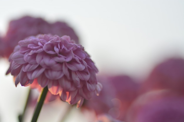 fiori di crisantemo con sfondo sfocato