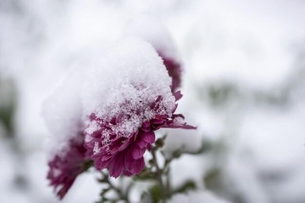 Fiori di crisantemo coperti di neve